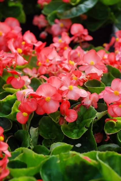 Zdjęcie begonie semperflorens begonie w ogrodzie begonia doniczkowa