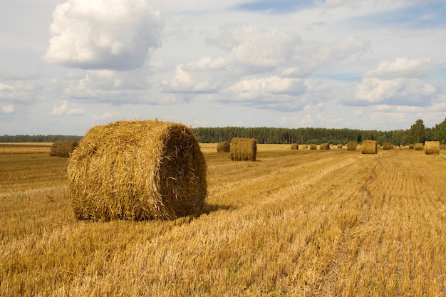 Bele Słomy Na Polu Po Zbiorach. Wiejski Charakter Na Gruntach Rolnych Ze Słomą Na łące. Naturalny Krajobraz Wsi. Koncepcja Zbioru.