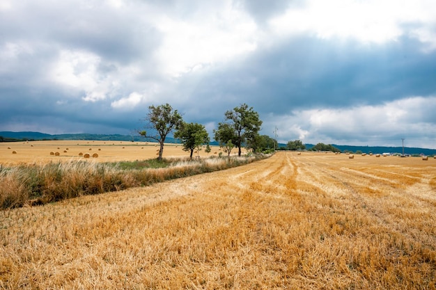 Bele słomy na polu po zbiorze naturalnej panoramy