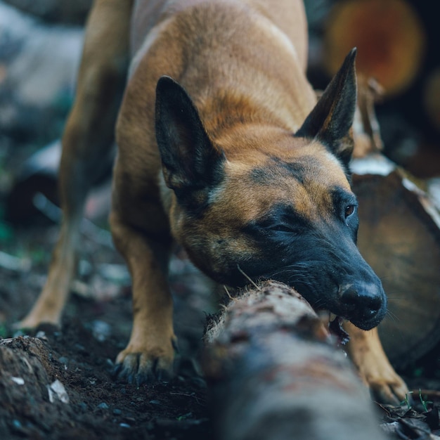 belgijski malinois gryzący kawałek drewna