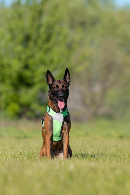 Belgijski Pasterz Malinois Siedzący Na Zielonej Trawie Pies Noszący Uprząż