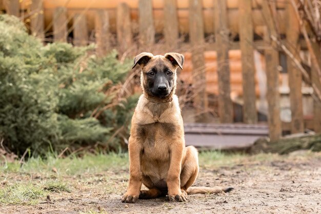 Belgijski pasterz Malinois szczeniak śmieci dla psów Pracująca kennel dla psów Słodkie małe szczenięta bawiące się na świeżym powietrzu