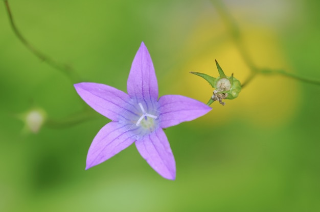 Bellflowers. Dzwonek fioletowy kwiat