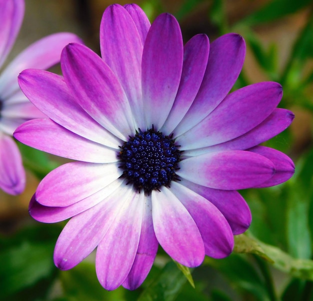 Bellis perennis potocznie zwana stokrotką