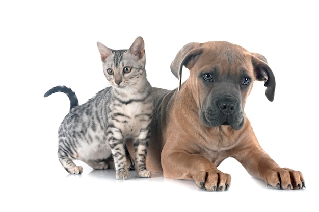 Zdjęcie bengal kitten an cane corso w studiu