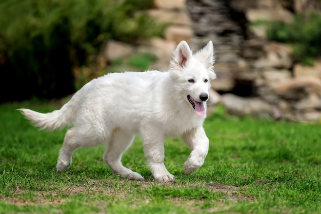 Berger Blanc Suisse Owczarek niemiecki w trawie