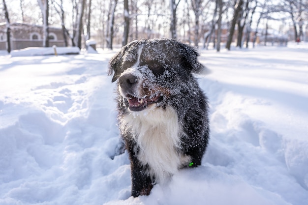 Berneński pies pasterski pokryty śniegiem idący przez duże zaspy śnieżne. dużo śniegu na zimowych ulicach