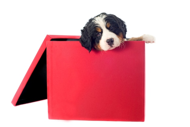 Berneński pies pasterski w pudełku