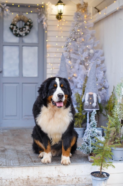 Bernese Mountain Dog na tle niebieskiej i białej werandy drewnianego domu