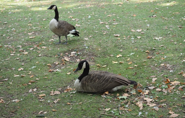 Bernikla kanadyjska (Branta canadensis) zwierzę klasy Aves (ptaki)