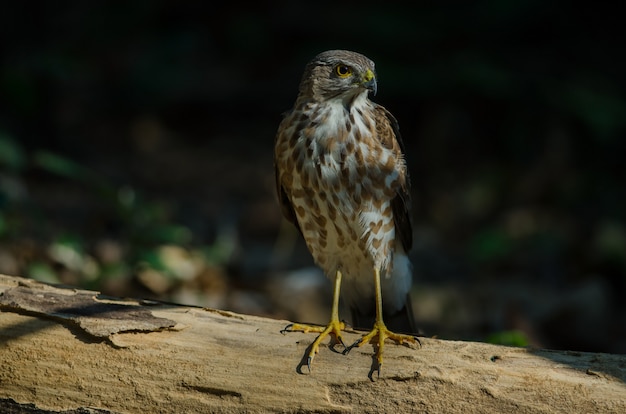 Besra Sparrowhawk (accipiter Virgatus Fuscipectus)