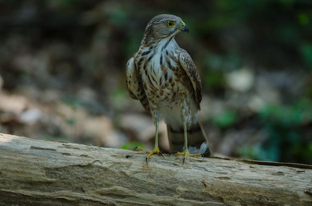 Besra Sparrowhawk (Accipiter virgatus fuscipectus)