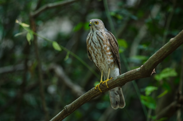 Besra Sparrowhawk (Accipiter virgatus fuscipectus)