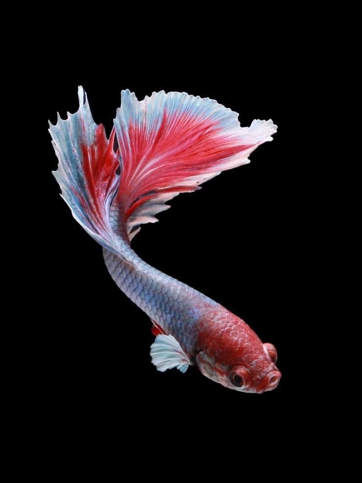 Beta fish półksiężyc różany ogon na czarno