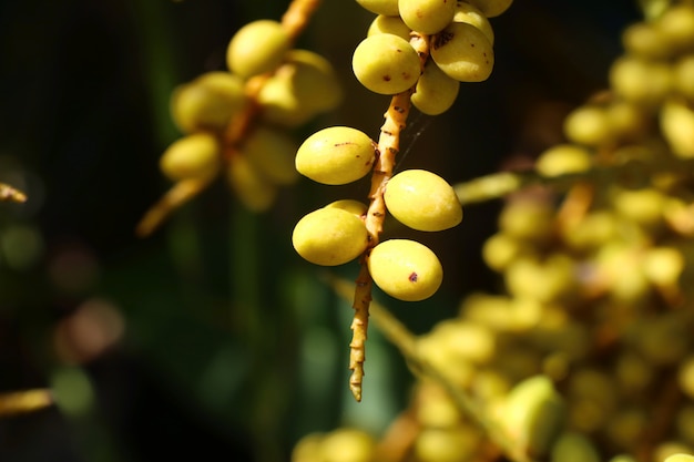 Betel Dłoń