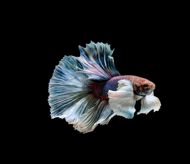 Betta fish, siamese fighting, betta splendens isolated