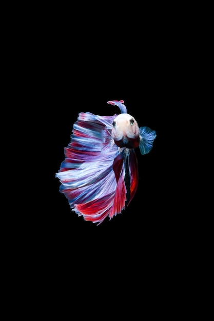 Zdjęcie betta ryba siamska ryba bojowa grizzle rosetail betta betta splendens niebieski czerwony półksiężyc betta