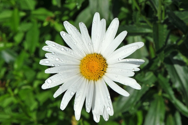 Beutiful white daisy (leucanthemum vulgare) z kroplami rosy zbliżenie.