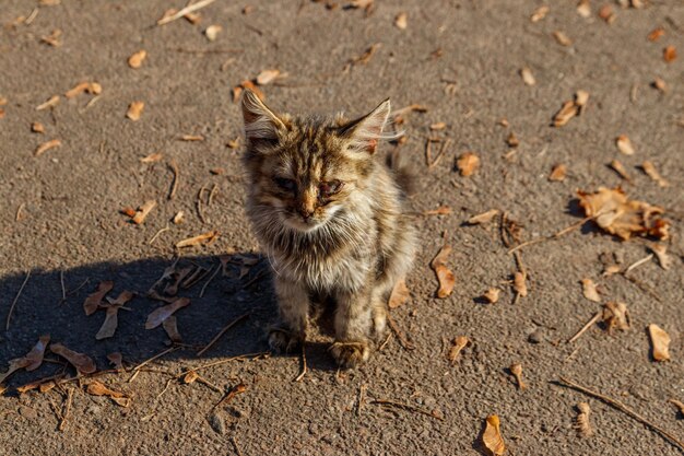 Bezdomny chory kotek w jesiennym parku miejskim Bezdomny kotek ma wodniste wydzieliny z oczu