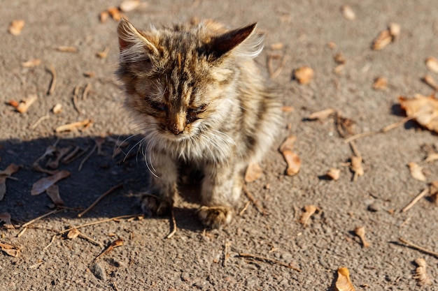 Bezdomny chory kotek w jesiennym parku miejskim Bezdomny kotek ma wodniste wydzieliny z oczu