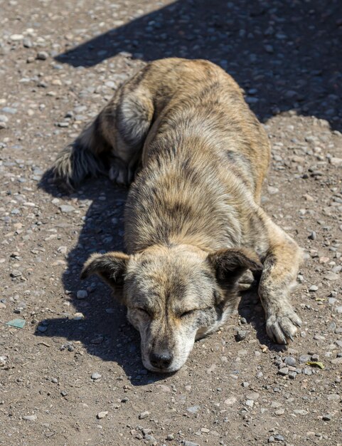 Bezdomny głodny pies z smutnymi oczami prosi o jedzenie Koncepcja bezpańskich psów schronienie zwierząt opieka nad zwierzętami