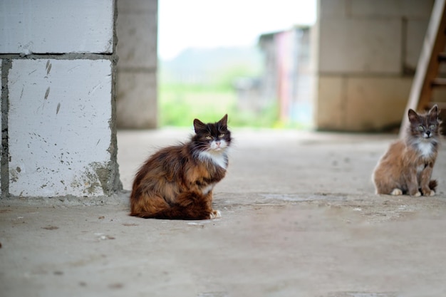 Bezdomny kot w opuszczonym niedokończonym budynku Koncepcja opieki nad zwierzętami