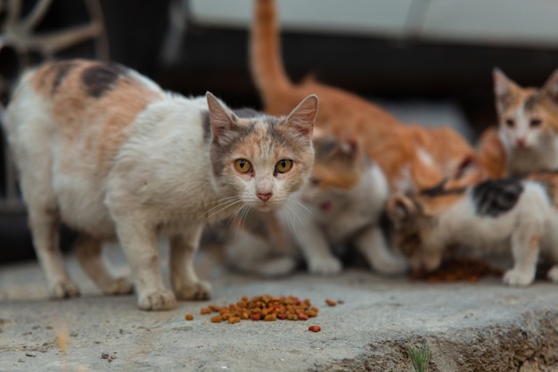Bezdomny Kot Z Kociętami Jedzący Specjalną Karmę Dla Kotów Na Ulicy