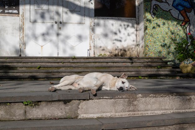 Bezdomny pies szuka domu samotny pies szuka właściciela smutny pies