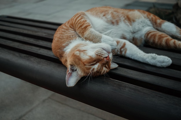 Bezdomny, puszysty kot uliczny śpiący i odpoczywający na świeżym powietrzu w parku