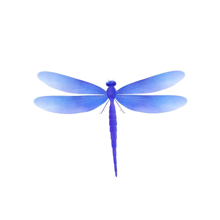 Zdjęcie bezkręgowce anisoptera