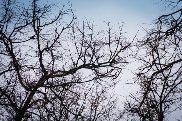 Bezlistne gałęzie drzew zimowych parku