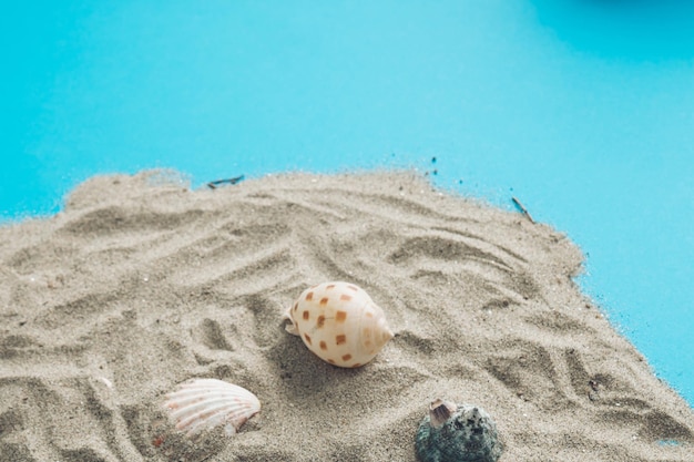 Beżowe muszle rozrzucone na szarym piasku na niebieskim tle
