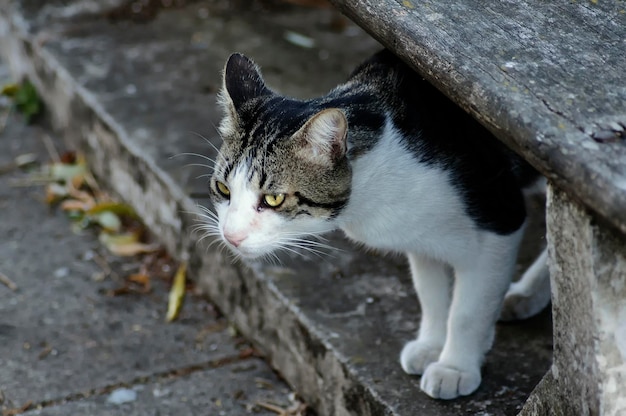 Bezpański kot na placu
