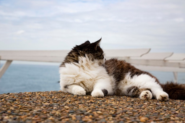 Bezpański kot odpoczywa nad morzem, poprawia nastrój, cieszy się słonecznym dniem