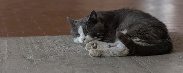 Bezpański kot śpi na starej podłodze