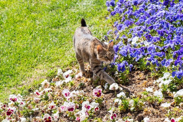 Bezpański kot uliczny w wiosennym ogrodzie obok kwiatów