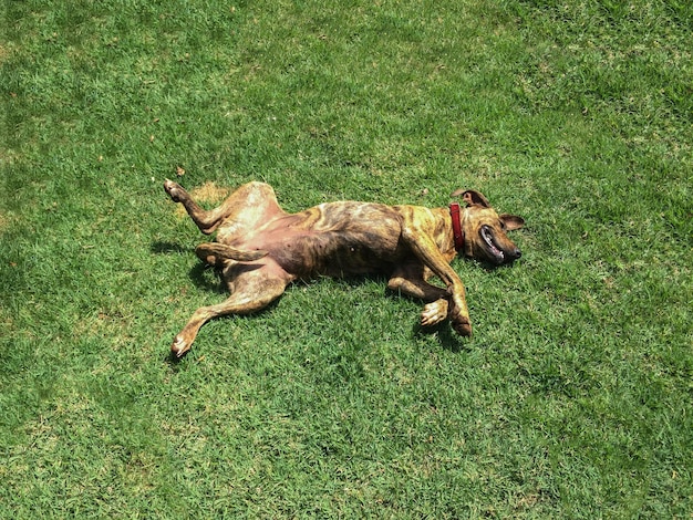 Bezpański pies leży na trawie Szczęśliwy pies przewraca się w ogrodzie