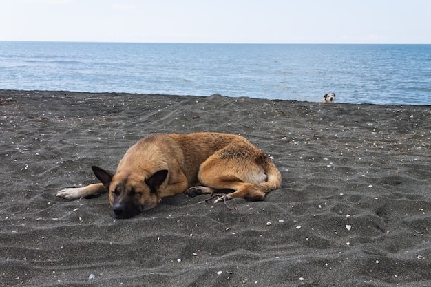 Bezpański pies śpi na czarnym magnetycznym piasku na plaży w pobliżu Morza Czarnego