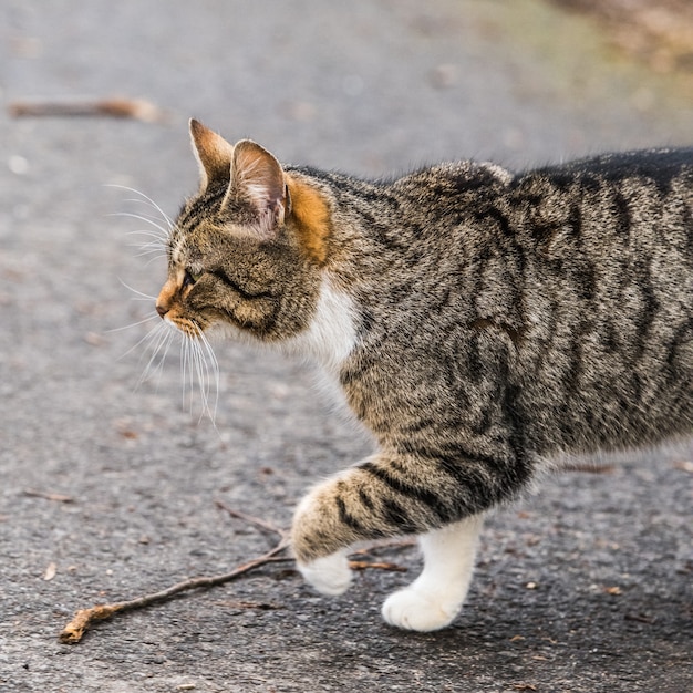 Zdjęcie bezpański pręgowany kot spacerujący po drodze. uliczny kot w ruchu w poszukiwaniu pożywienia