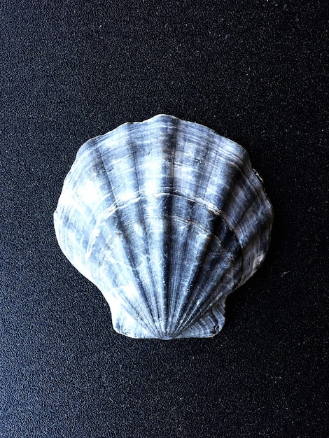 Bezpośrednio nad zdjęciem muszli na stole