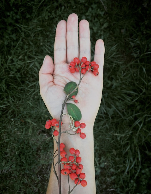 Zdjęcie bezpośrednio nad zdjęciem ręki trzymającej czerwone jagody