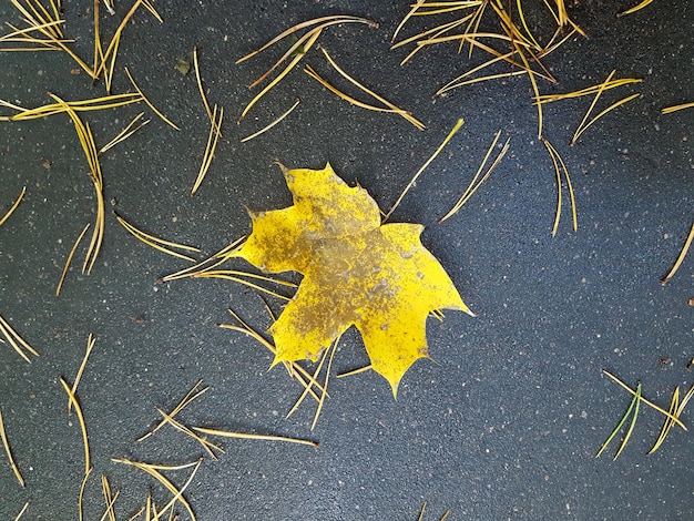Zdjęcie bezpośrednio nad zdjęciem żółtego liścia