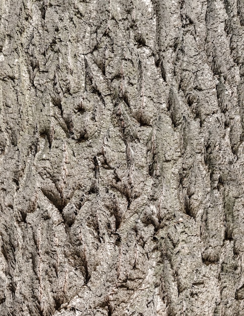 Bezszwowa powierzchnia kory drzewa.