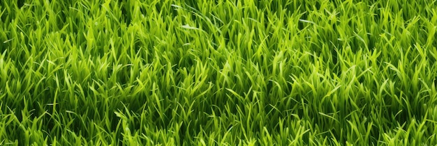 Bezszwykły obraz świeżej zielonej trawy
