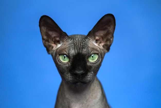 Bezwłosy kanadyjski kot sfinks Zbliżenie portret kota na niebieskim tle