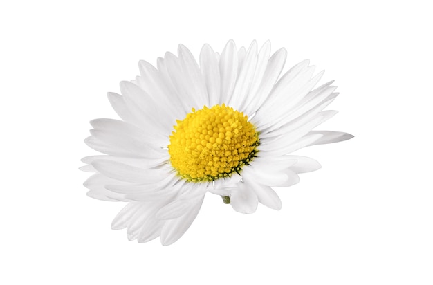 Bia?y kwiat rumianku wyizolowanych na bia?ym tle Daisy kwiat medyczny ro?lin