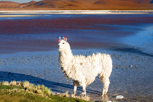 Biała alpaka na Laguna Colorada w Altiplano w Boliwii. Dzika przyroda Ameryki Południowej. Piękny krajobraz