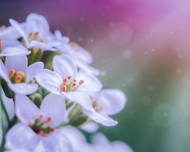 Biała alyssum na nieostrym tle w makro