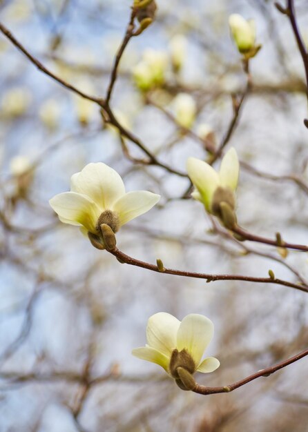 Biała duża magnolia