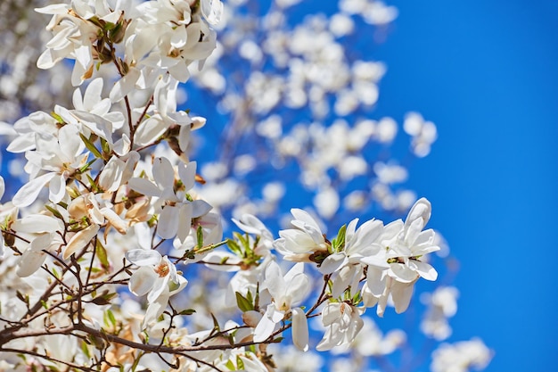 Biała duża magnolia